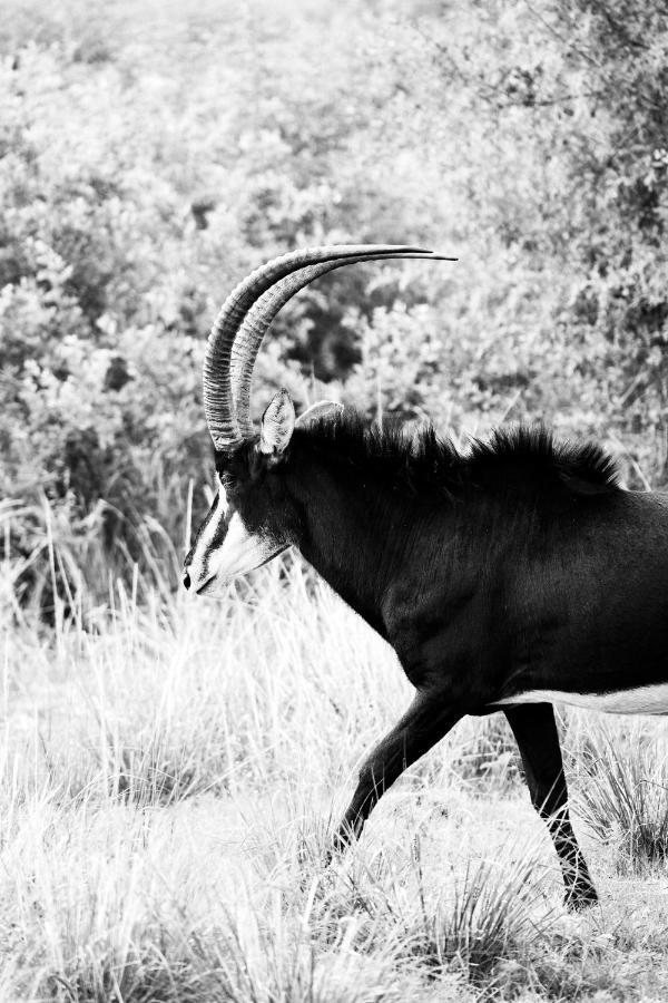 Letamo At Qwabi Private Game Reserve By Newmark Bela-Bela Kültér fotó